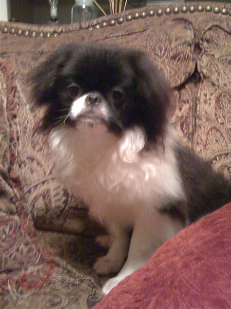 Japanese Chin Puppies For Sale 016 Male Shomeis Fame Sarah Murphy