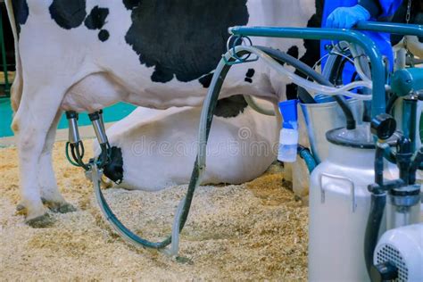 Automated Cow Milking Facility Equipment At Cattle Dairy Farm Stock