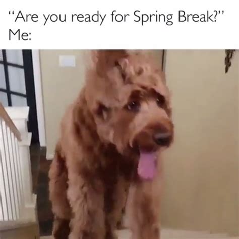 15 Funny Goldendoodle Memes To Make Your Day Page 5 Of 5