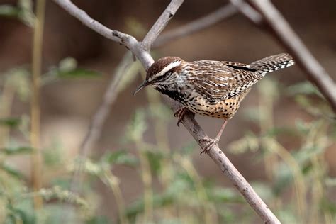 Cactus Wren Campylorhynchus Brunneicapillus The Cactus W Flickr