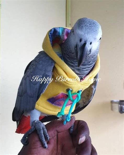 Yellow Hoodie Birdie Pet Clothing Parrot Bird Hoodie For Etsy