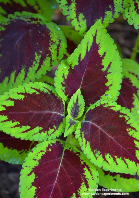 From ruby to strawberry, blood to merlot, red is the color of energy, passion and strength. 10 Plants for Shade Gardens: Plants Grown for Flowers ...