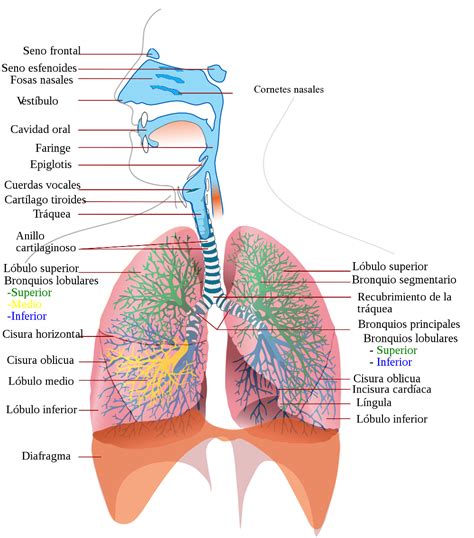 Ciencias Naturales Actividad Sistema Respiratorio