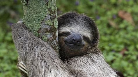5 Sloth Hd Wallpapers Background Images Wallpaper Abyss