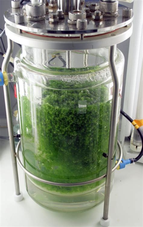 The plant, cell, tissue and organ culture techniques have emerged as an escapable tool with the possibilities of complimenting and supplementing the in a study, ja elicitation is reported to enhance the production of plumbagin in hairy root culture of plumbago indica 73. Difference Between Monolayer and Suspension Culture ...