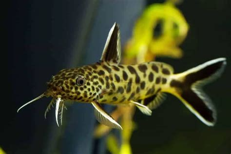 19 Most Popular Types Of Catfish Species Habitat And Pictures