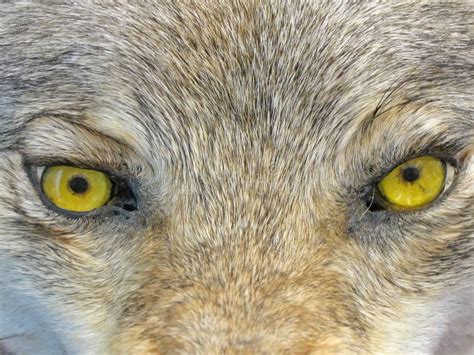 Yellow Wolf Eyes Wild Animal Nature Stock Photography Image 16451442