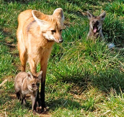 Maned Wolf Pups Maned Wolf Pups World Land Trust Us Flickr