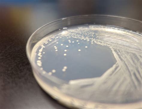 Scientists Construct A Synthetic Yeast Genome The Hippocratic Post