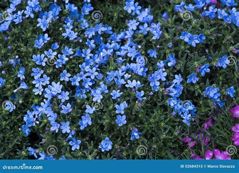 Little Blue Flowers Stock Image Image Of Flowers Beauty 52684313