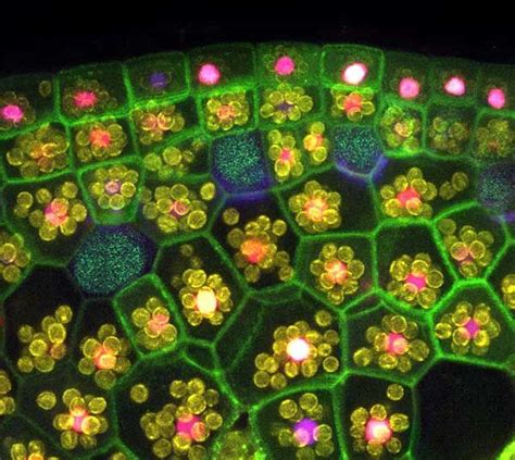 Liverwort Cells Science Art Science And Nature Nature Art Science