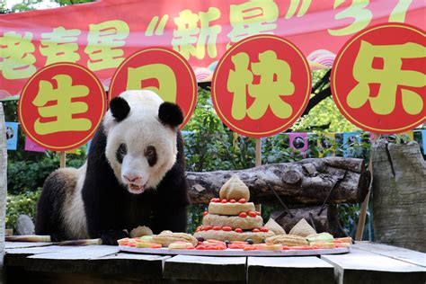 Worlds Oldest Captive Giant Panda Turns 37 Xinhua Englishnewscn