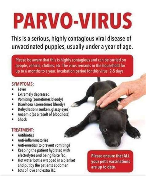 How To Cure Parvo Without A Vet Updated