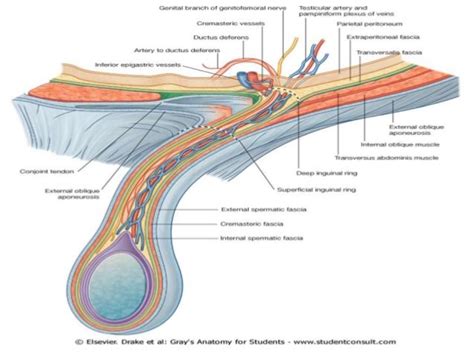 Inguinal hernia anatomy Hérnia inguinal Cirurgia