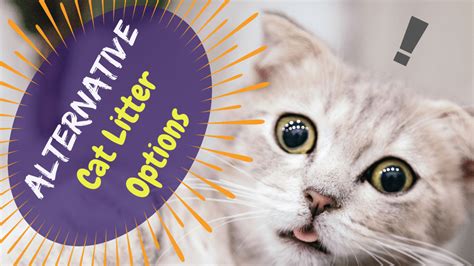 Our app considers products features, online popularity, consumer's reviews, brand reputation, prices, and many more factors, as well as reviews by our experts. Alternative Cat Litter Options - Eco Friendly and ...