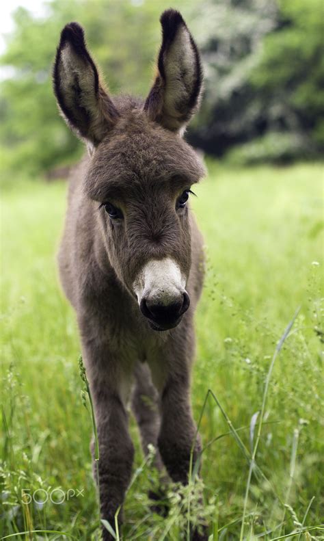 Beautiful Baby Donkey In Italy Title Long Ears And Sweet Eyes By