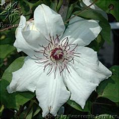 Maybe you would like to learn more about one of these? Clematis 'Dancing Smile' Love the name as well as the ...