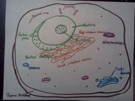 How To Draw An Animal Cell Owlcation
