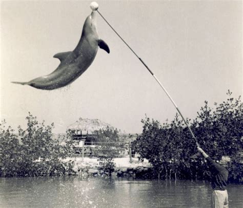 Our History Dolphin Research Center