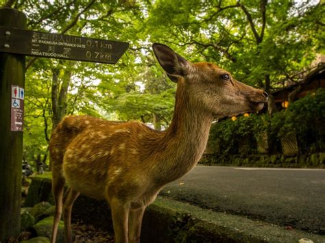 Que Faire à Nara Nara Lonely Planet Kyoto Mont Fuji Blog Voyage