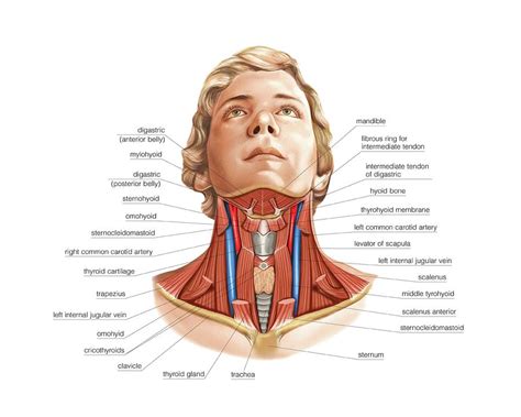 Muscles Of The Neck Photograph By Asklepios Medical Atlas Pixels