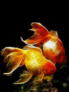 Other 3d koi fish live wallpaper apk versions for android. Moving gif wallpaper fish 5 » GIF Images Download