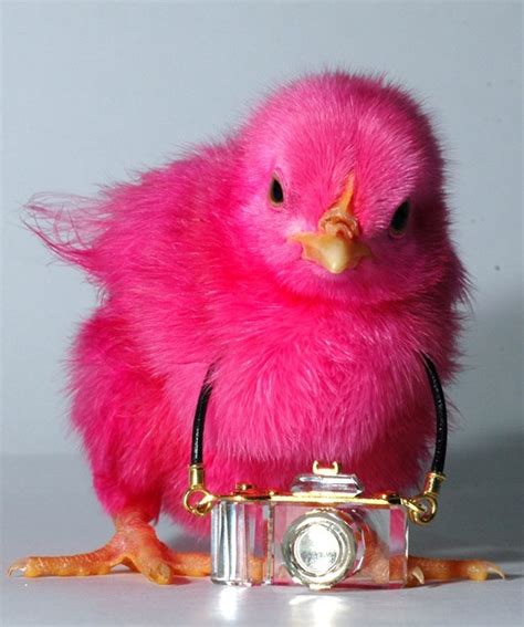 Pink Chick Birds Photo 36098829 Fanpop