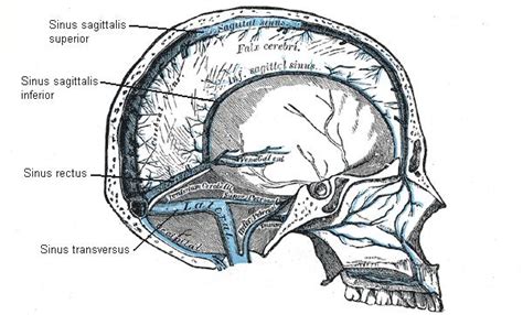Meninges Facts Importance Functions Summary And Definition