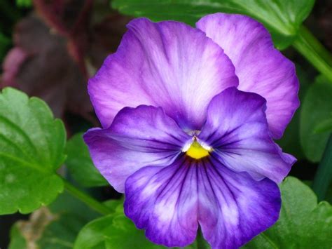Violeta Aprende Como Cuidar Cultivar Reproducir Y Más Sobre Esta Flor