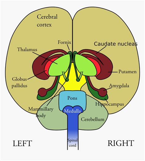 Brain Front View Front Of Brain Diagram Hd Png Download Kindpng