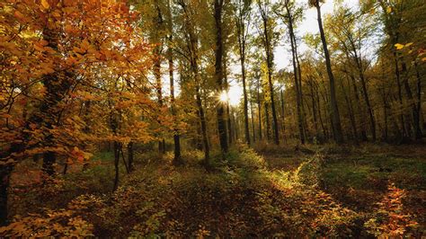 Wallpaper Rays Of Light Autumn Nature Forest Trees 1366x768