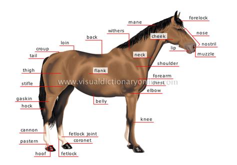 Animal Kingdom Ungulate Mammals Horse Morphology Of A Horse