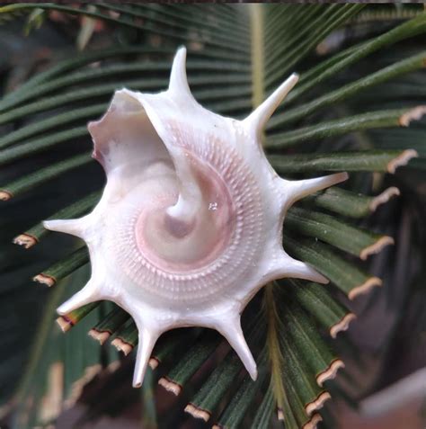 Rare Sea 3cm Natural Conch Shell Snail Natural Conch Natural Etsy