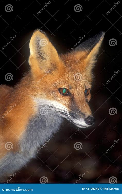 Red Fox Portrait Stock Image Image Of Staring Mammal 73190249