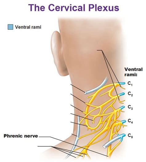 Peripheral Nervous System Spinal Nerves And Plexuses Peripheral