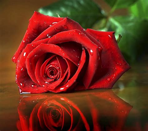 Red Rose Hd Wallpapers 1080p