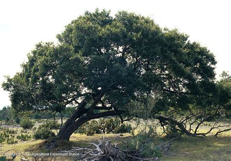 Texas Native Plants Database