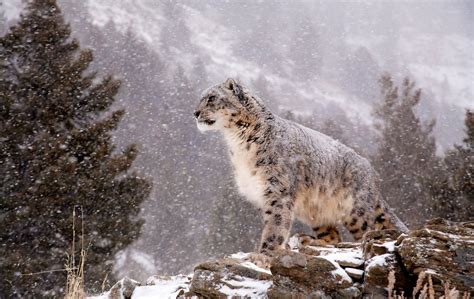 Download Animal Snow Leopard Hd Wallpaper