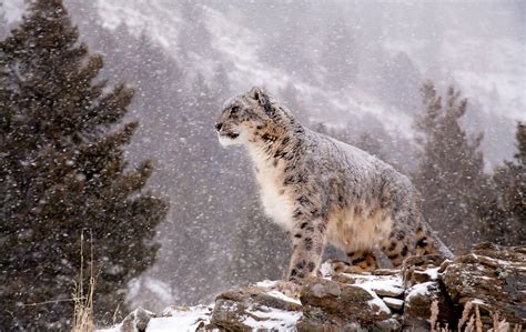 Animal Snow Leopard Hd Wallpaper