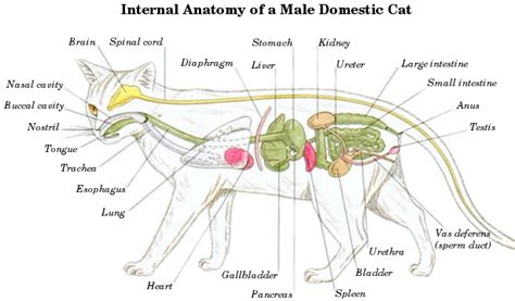 Dissected Cat Diagram