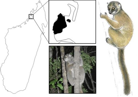 The Sahamalaza Sportive Lemur Lepilemur Sahamalaza And Its Geographic