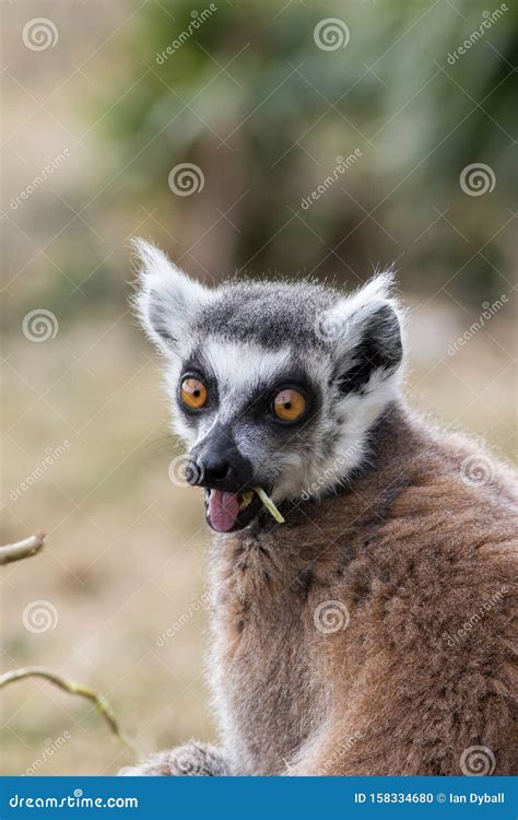 Surprised Face Shocked Wide Eyed Lemur With Open Mouth Funny Animal
