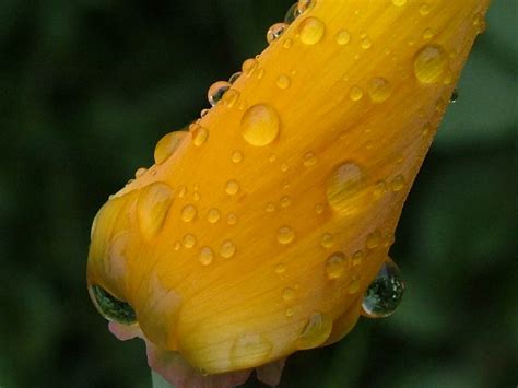 Picturespool Beautiful Flowers With Rain Water Drops