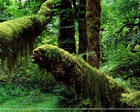 Free Download Mossy Trunks Hoh Rainforest Washington Wallpaper