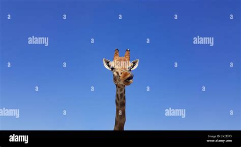 Giraffe With Tongue Hanging Out With Blue Sky As Background Color