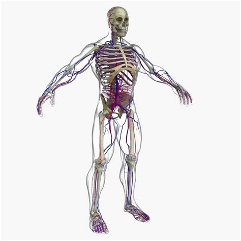 Ultimate Complete Male Anatomy 3d Model Cgtrader