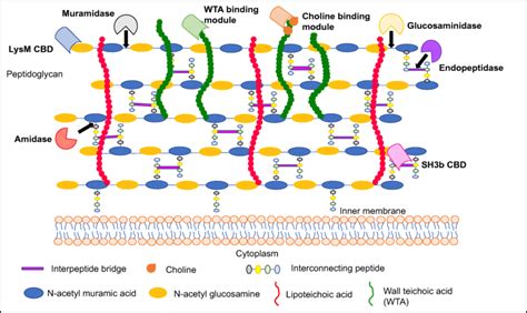 Structure Of Cross Linked Gram Positive Bacterial Peptidoglycan With