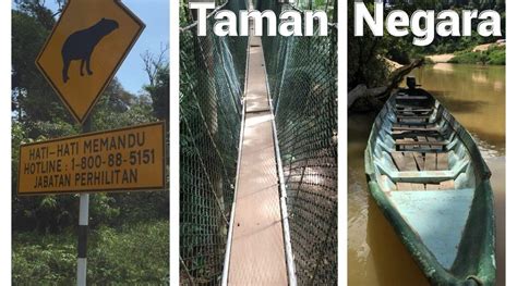 Recreational options like jungle trekking, canopy walks, mountain climbing and caving can be arranged at mutiara taman negara's tour please note that canopy walkway is closed every wednesday. Taman Negara - Roadtrip Malaysia Teil2, Mutiara Resort ...