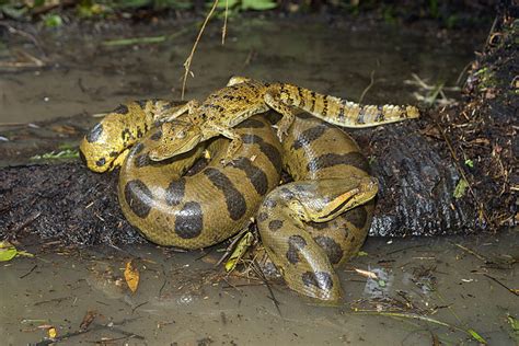 Anaconda Vert Sylvain Cordier Wildlife Photographer
