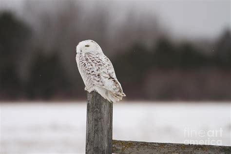 Snowy Indifference Photograph By Teresa Mcgill Fine Art America